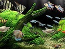 download cnet g00 dream aquarium screensaver 3000 2257 10423989